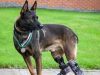 Pas invalid odlikovan za spasavanje vojnika