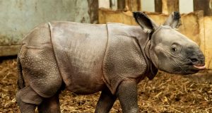 rođena beba nosoroga