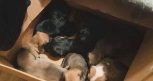 Bacio pse u kutiji