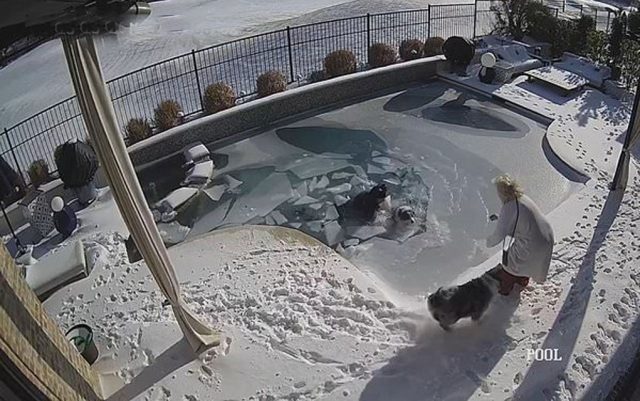 žena spasla psa iz zaleđenog bazena