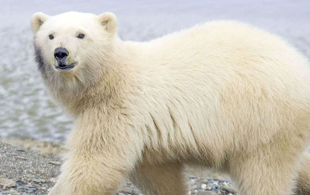 porodilište polarnih medveda