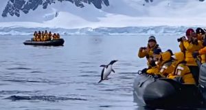 pingvin uskočio u čamac