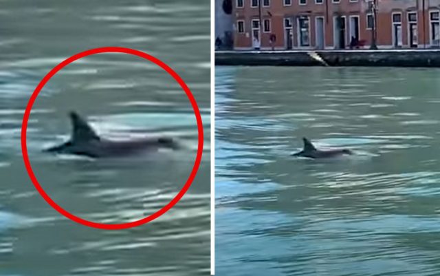 delfini u Veneciji