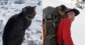 izgubljena mačka u Alpima