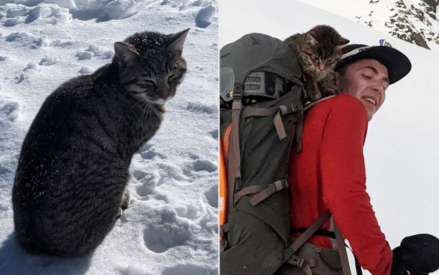 izgubljena mačka u Alpima