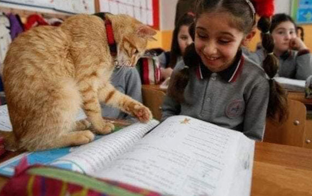 mačka ide u osnovnu školu