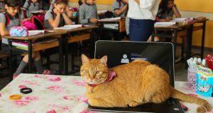 mačka ide u osnovnu školu