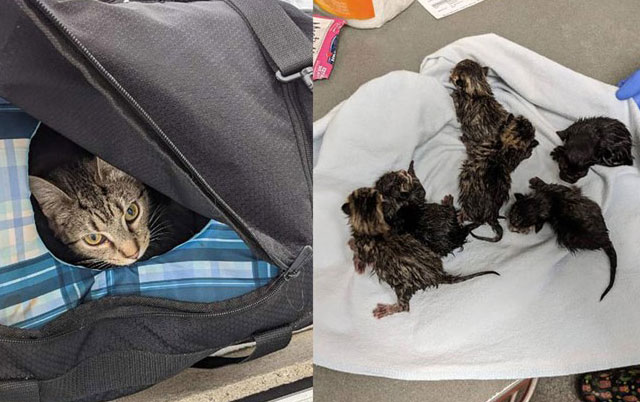 mačka se porodila u torbi