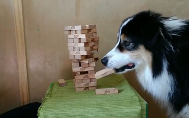 Ovaj pas je pravi igrač