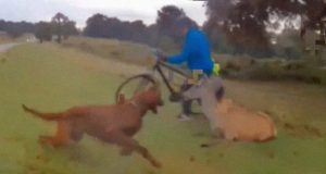 stravičan napad psa na jelena