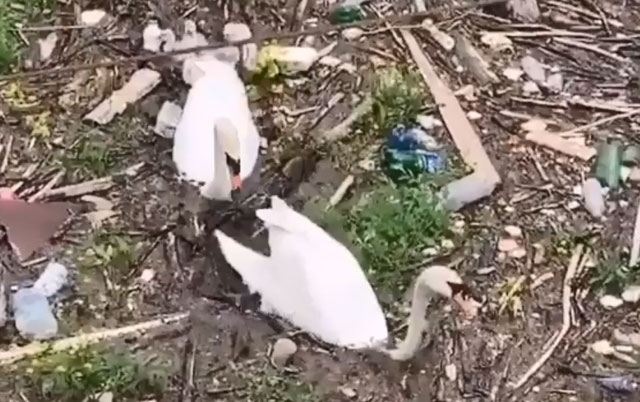Beograd na vodi ubija labudove