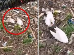 Beograd na vodi ubija labudove