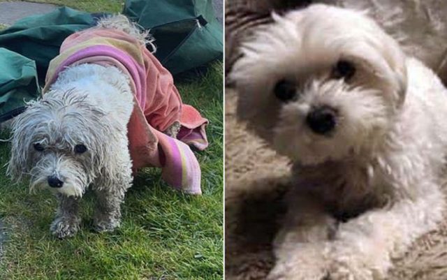 pronađen ukraden pas