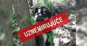 ubijeni psi u Šapcu