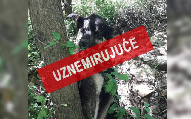 ubijeni psi u Šapcu