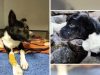 živ zakopan pas našao dom