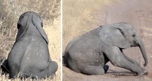 ljuta beba slona