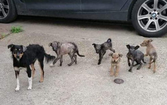 Izbačena porodica pasa