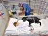 pas u bolničkom krevetu sa dečakom