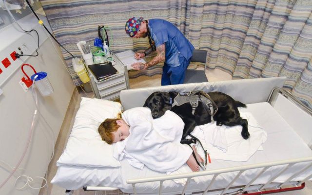 pas u bolničkom krevetu sa dečakom