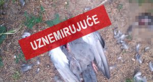 dečak ubija životinje u beogradu