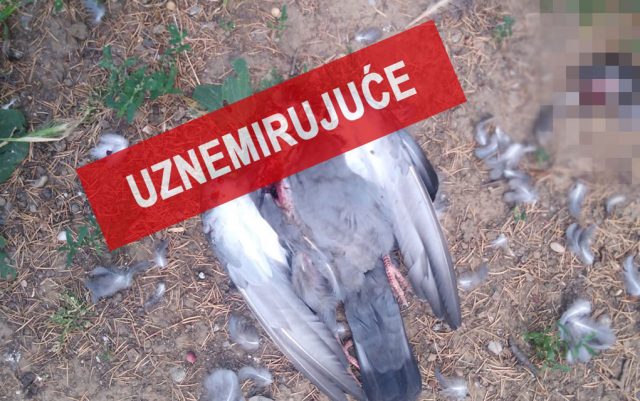 dečak ubija životinje u beogradu