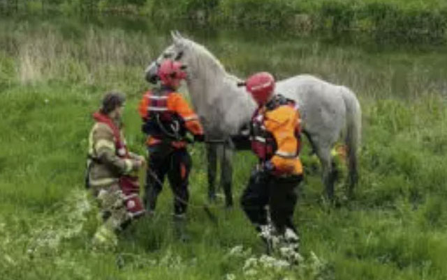 dramatično spasavanje konja