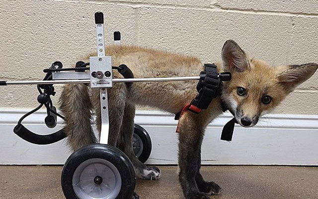 lisica sa invalidskim kolicima