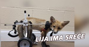 lisica sa invalidskim kolicima