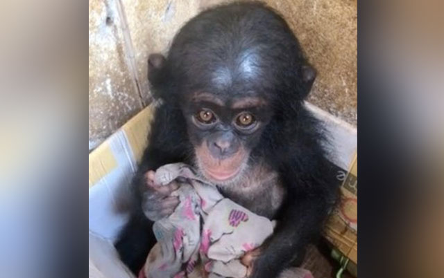 spasena beba šimpanze