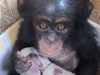 spasena beba šimpanze