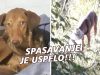 Spasavanje psa u Beogradu