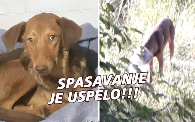 Spasavanje psa u Beogradu