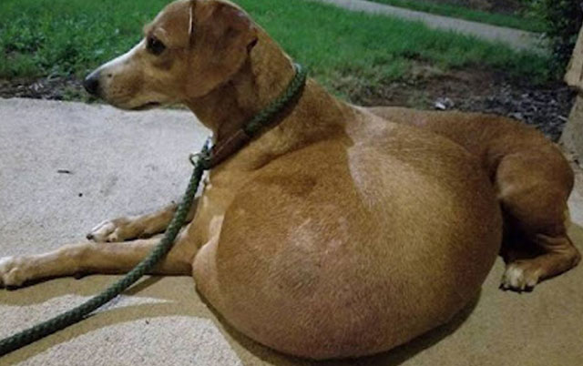 zanemaren pas sa tumorom