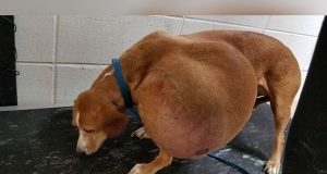 zanemaren pas sa tumorom