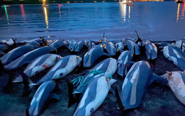 surovo ubijanje delfina