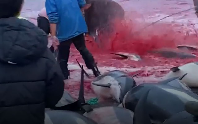 surovo ubijanje delfina