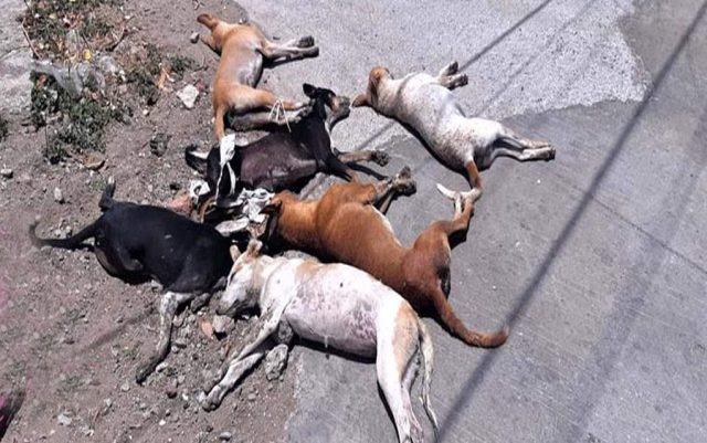 masovno trovanje pasa u Italiji