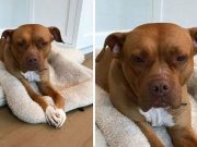 Pas 8 godina živeo u garaži