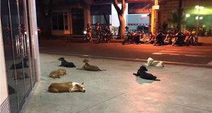 psi čekaju ispred bolnice