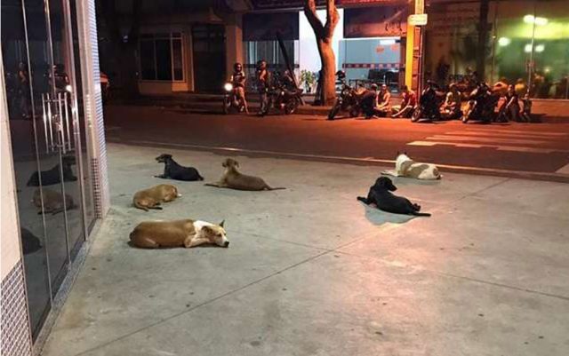 psi čekaju ispred bolnice