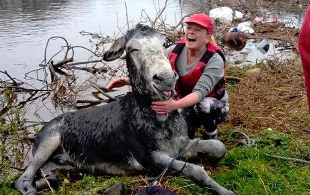 spasavanje magarca iz reke