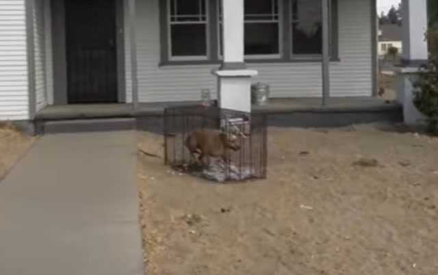 pas čuva kuću umrlog vlasnika
