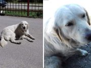 Pas oslobođen iz azila