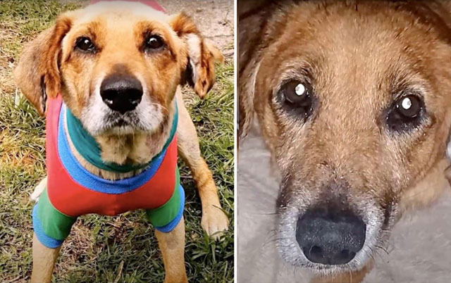 Oslobođena pas posle 12 godina