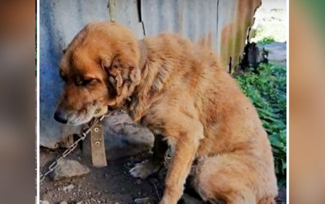 Oslobođena pas posle 12 godina