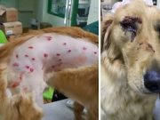 pas povređen tokom leta avionom