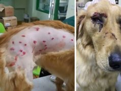 pas povređen tokom leta avionom