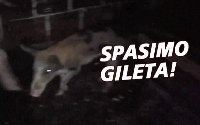 Spasimo Gileta featured