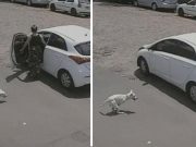 Surovo izbačen pas invalid